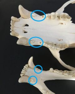 Black bear jaw with first premolars highlighted
