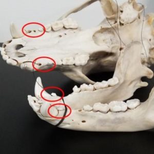 Black bear jaw with first premolars highlighted