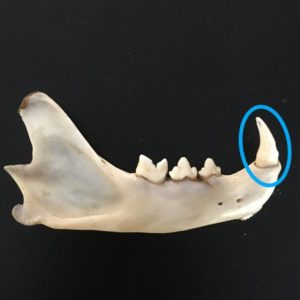 Carnivore (bobcat) jaw with canine highlighted