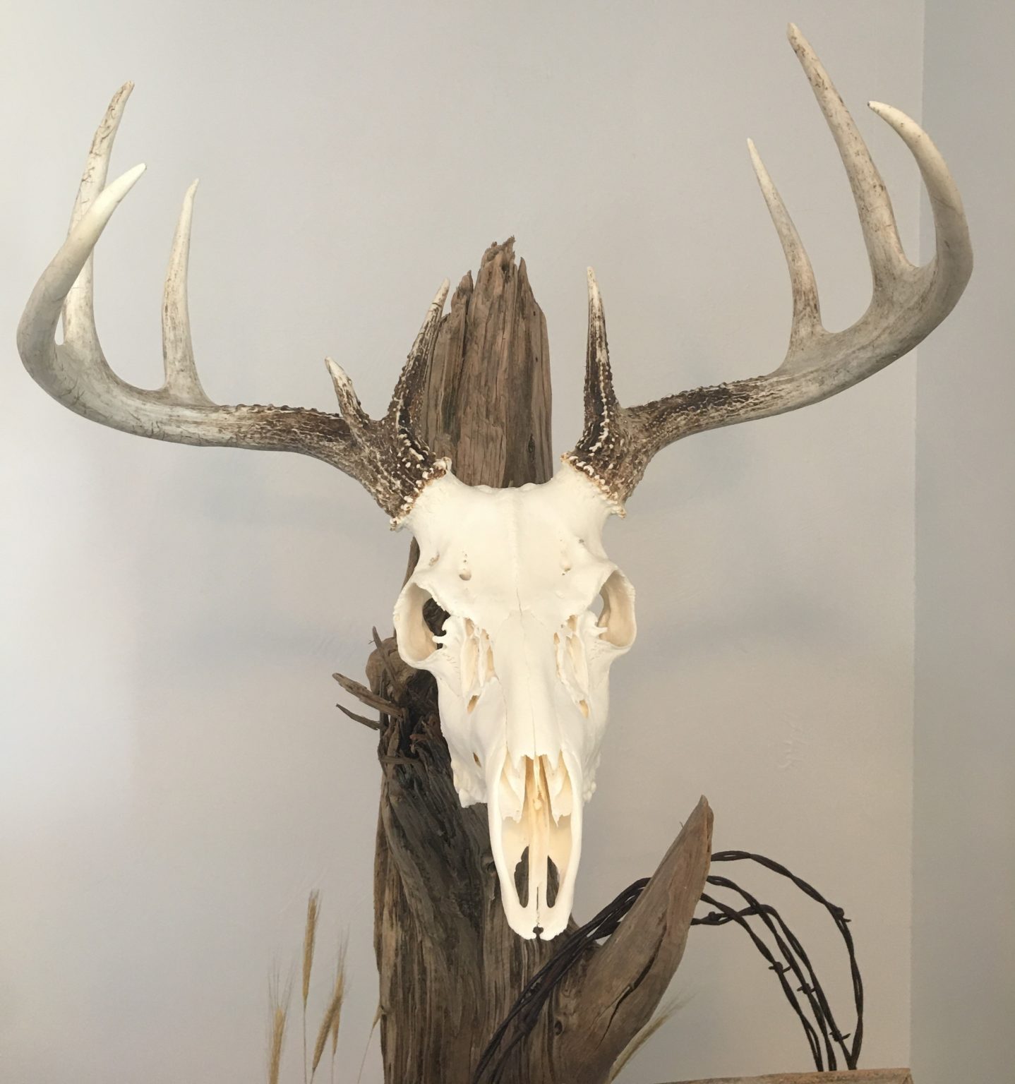 found-deer-skull-matson-s-laboratory