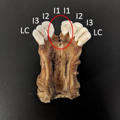 White-tailed deer jaw with labeled tooth type