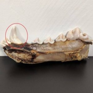 Carnivore jaw with canine highlighted