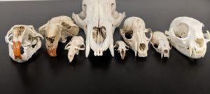 Wildlife skulls at Matson's Laboratory