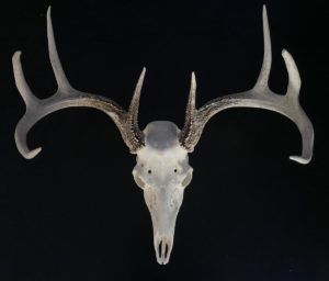 White-tailed deer skull aged at 7 years old