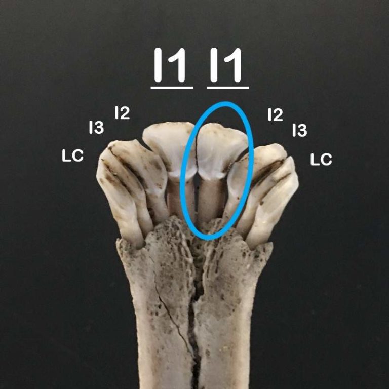 Preparing Your Specimens How to Age Deer Teeth and More! Matson's