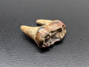 Fossilized bear tooth