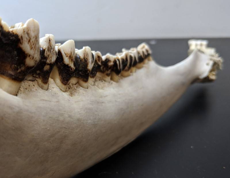 Deer jaw with close up on molars