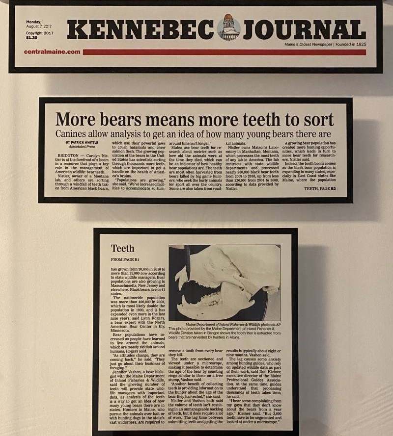 More bears means more teeth to sort article